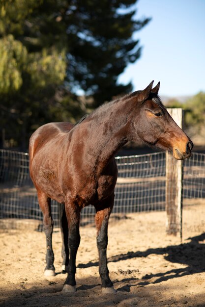 自然の中で馬にクローズアップ