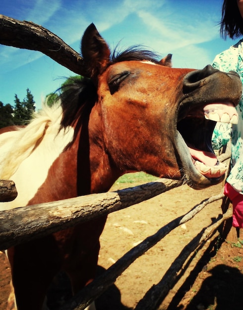 Photo close-up of horse neighing