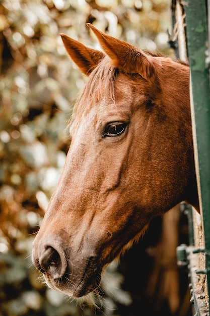 野外での馬のクローズアップ