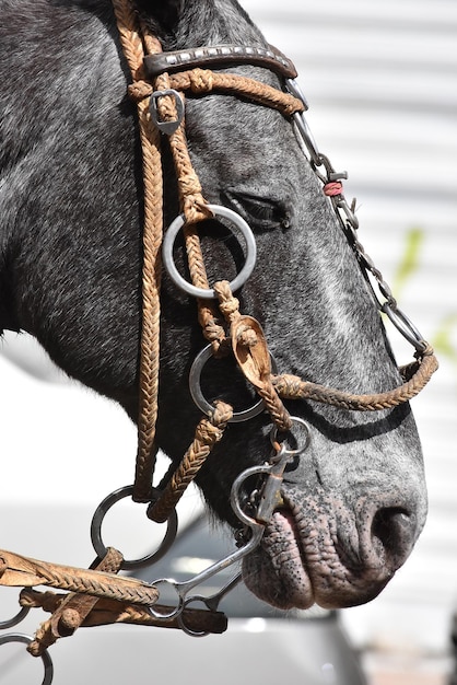 Close-up horse outdoors