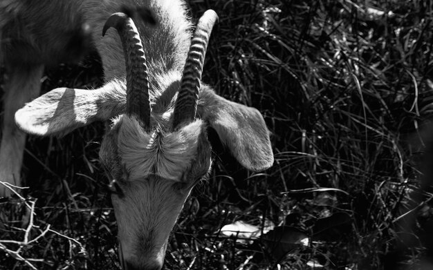 Photo close-up of horse in plant