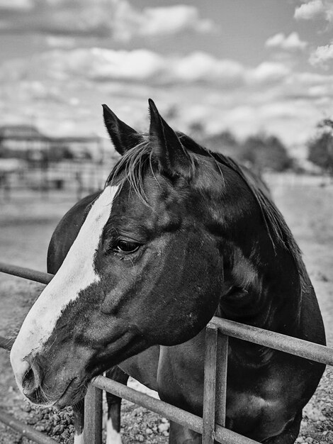 Foto close-up di un cavallo in un ranch