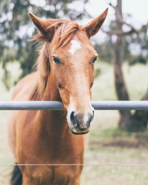 Foto close-up di un cavallo in un ranch