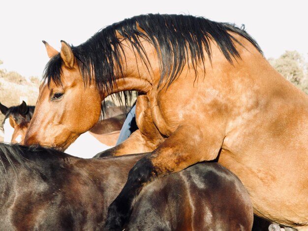 Foto close-up di un cavallo in un ranch