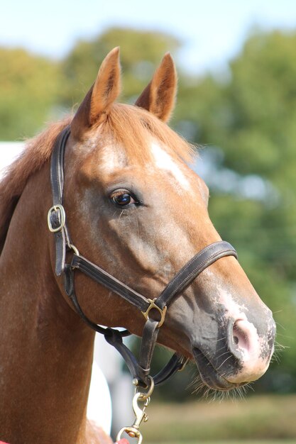 Photo close-up of horse in ranch