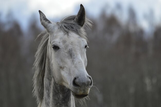 Photo close-up of horse in ranch