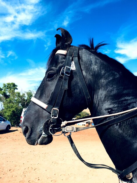 Close-up of horse riding