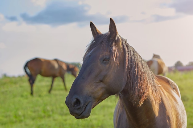 Close-up of a horse's head, in the background of a horse in a meadow