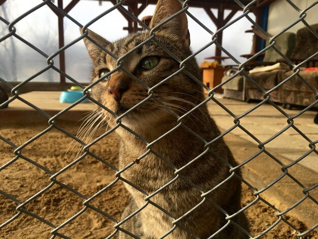 Foto close-up di un cavallo visto attraverso una recinzione a catena