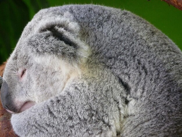 Photo close-up of horse sleeping