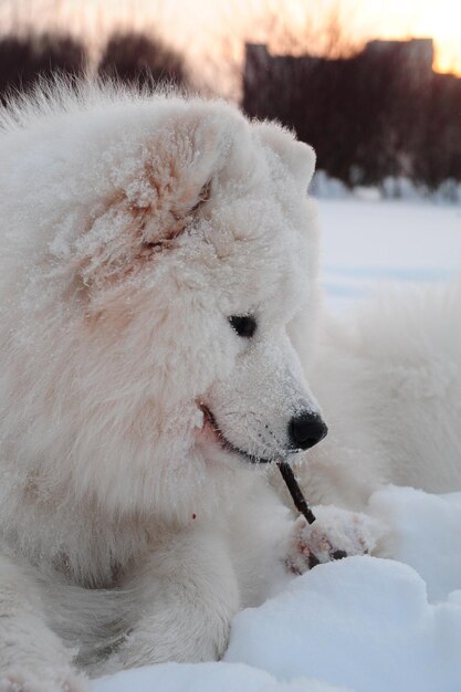 Close-up of a horse on snow