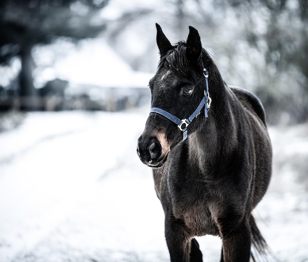 Photo close-up of a horse in snow