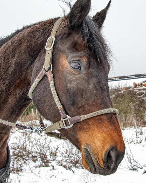 Close-up of a horse on snow