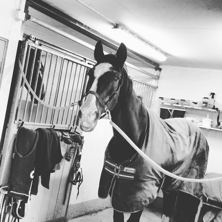 Photo 馬舎の馬のクローズアップ