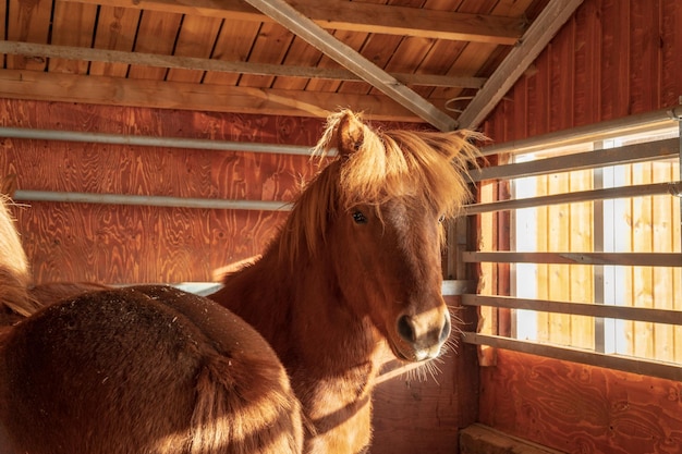 Foto close-up di un cavallo nella stalla