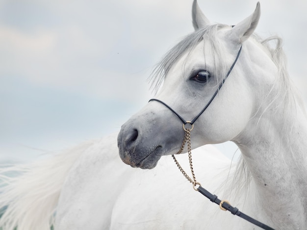 Close-up of horse standing against cloudy sky