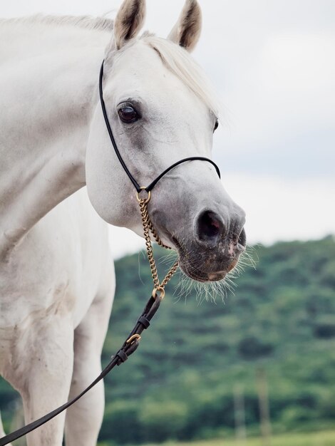 Foto close-up di un cavallo in piedi contro il cielo