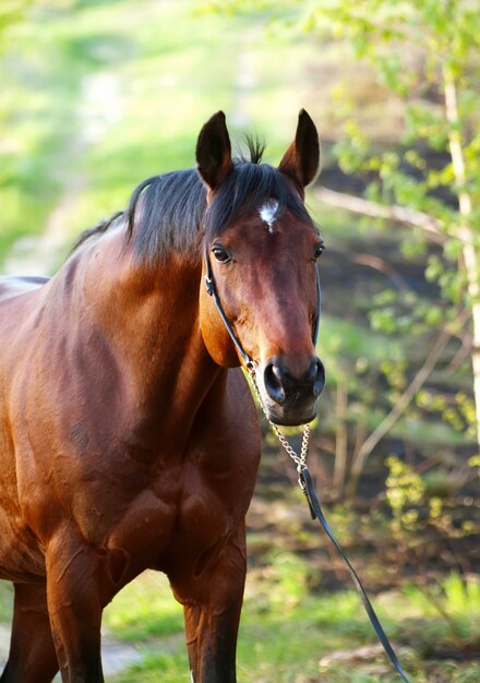 Close-up of horse standing against trees