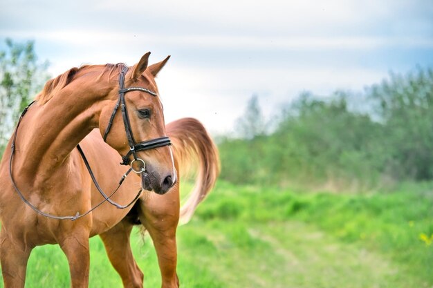 Foto close-up di un cavallo in piedi sul campo contro il cielo