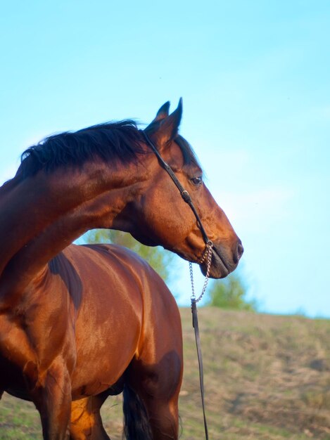 Close-up of horse standing on field against sky