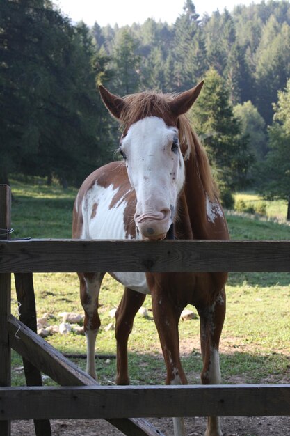 Close-up of horse standing on field against trees