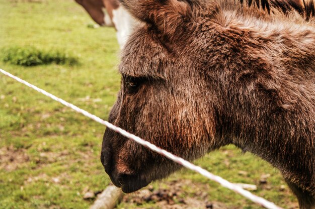 Foto close-up di un cavallo in piedi sul campo