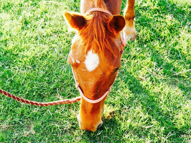 Close-up of horse standing on field