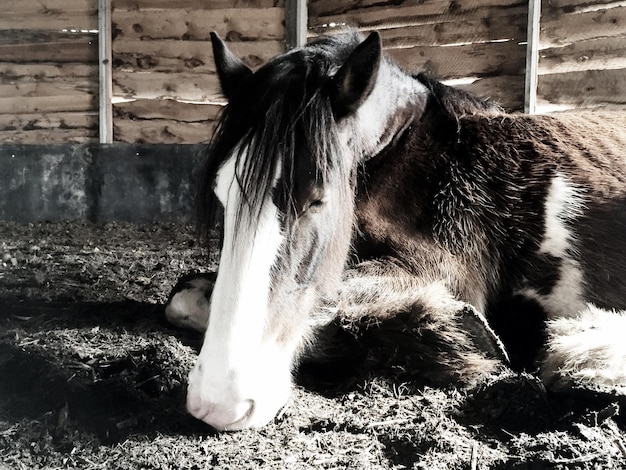 Photo close-up of horse standing outdoors