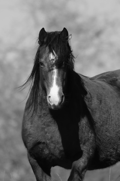 Foto close-up di un cavallo in piedi all'aperto