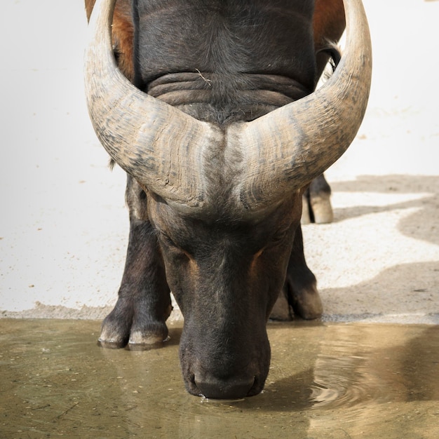 Photo close-up of horse in water