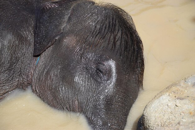 Close-up of horse in water