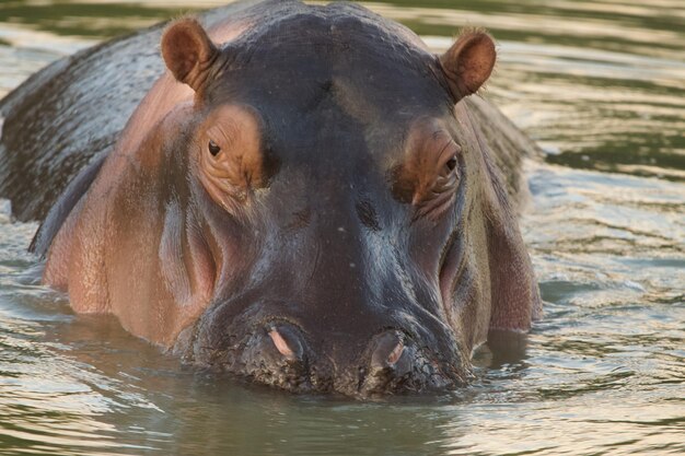 Photo close-up of horse in water