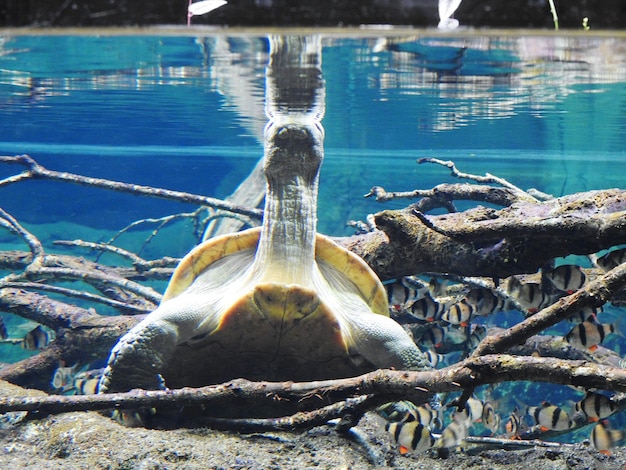 Foto close-up di un cavallo in acqua