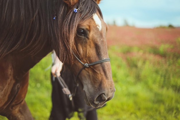 Close up horse with braided hair and decorating with flowers concept photo