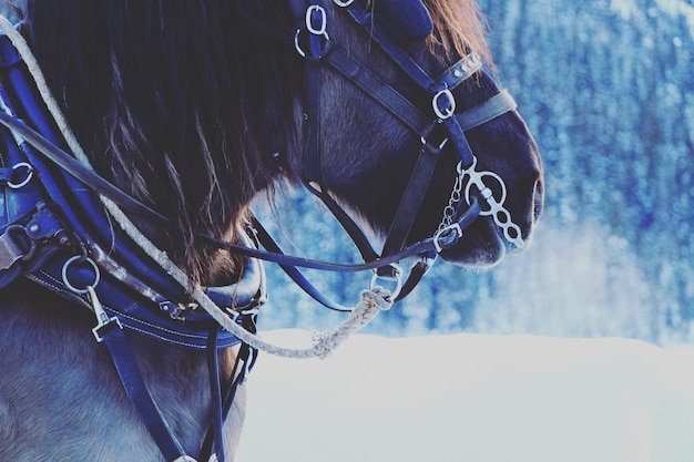 Foto close-up di un cavallo con la brida