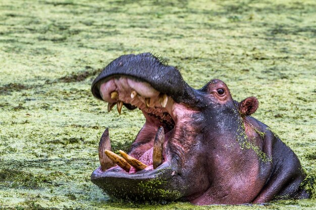 Close-up of a horse yawning