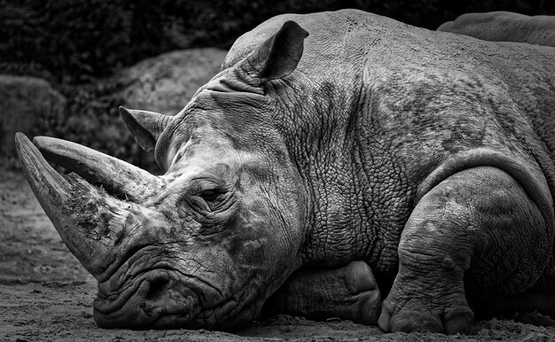 Foto close-up di un cavallo nello zoo