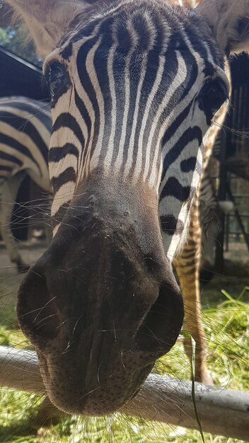 Foto close-up di un cavallo nello zoo