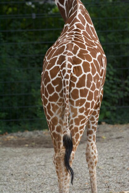 Foto close-up di un cavallo nello zoo