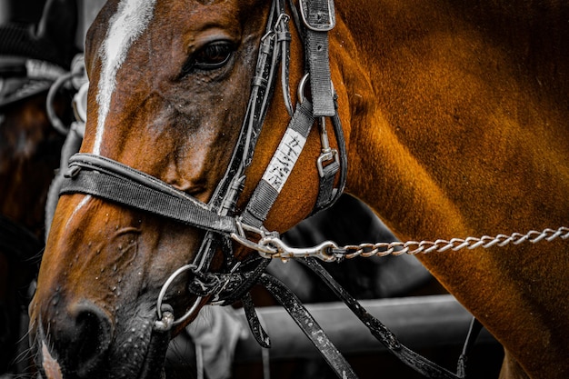 Foto prossimo piano del cavallo