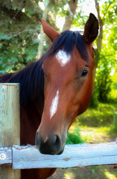 Foto prossimo piano di un cavallo.