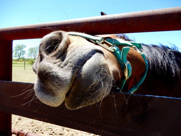 Foto prossimo piano del cavallo