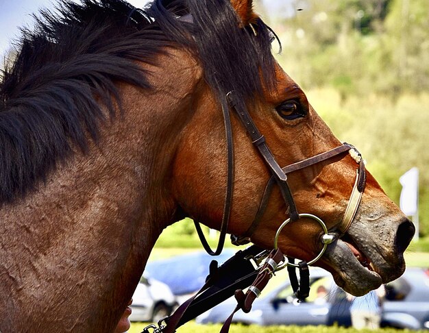 Foto prossimo piano di un cavallo