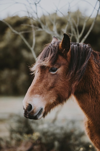 Photo close-up of horse