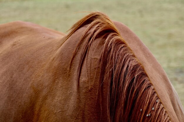 Photo close-up of a horse