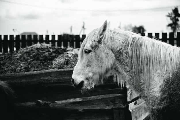 Close-up of horse