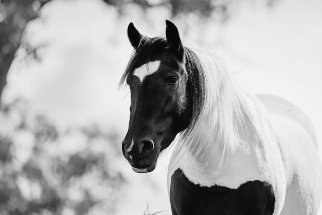 Photo close-up of horse