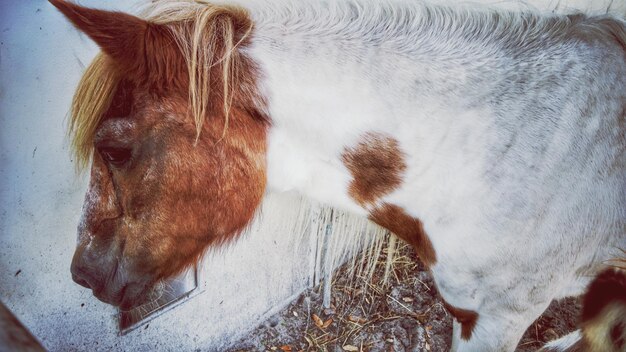 Photo close-up of horse