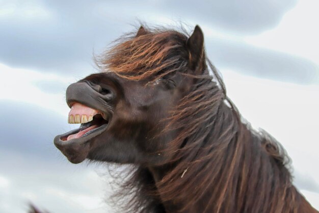 Close-up of a horse