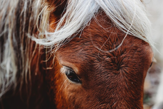 Photo close-up of a horse